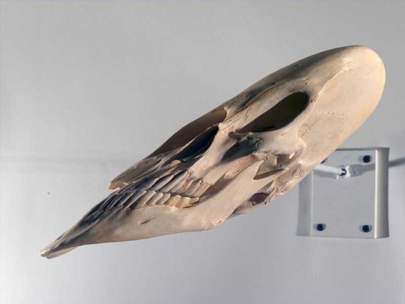 Skull